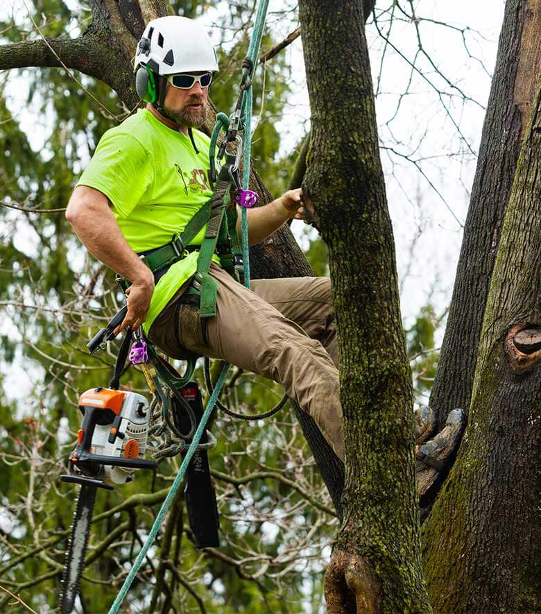 Professional assessing unsafe tree in Rockford to prevent property damage or injury
