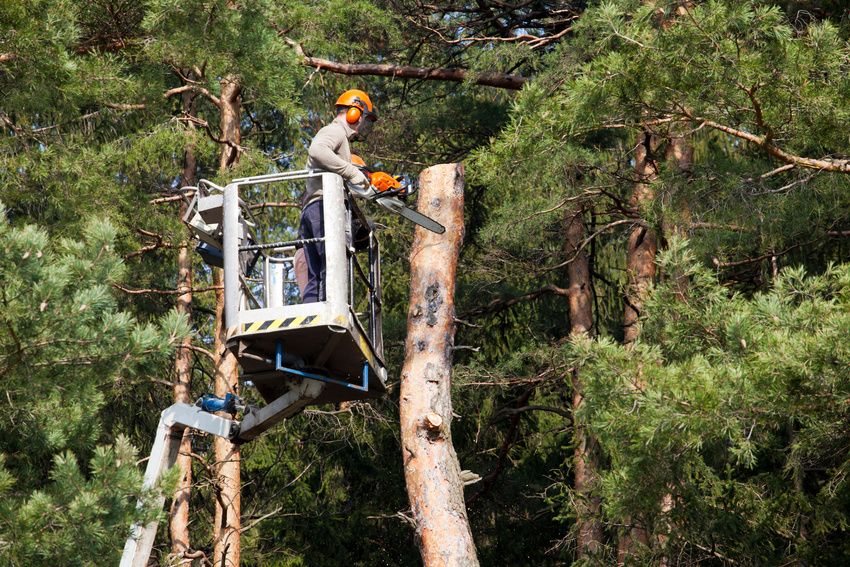 Tree removal service in Rockford, Illinois handling storm-damaged and dead trees.