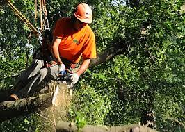Tree removal service in Rockford emphasizing proper planning and safe practices.